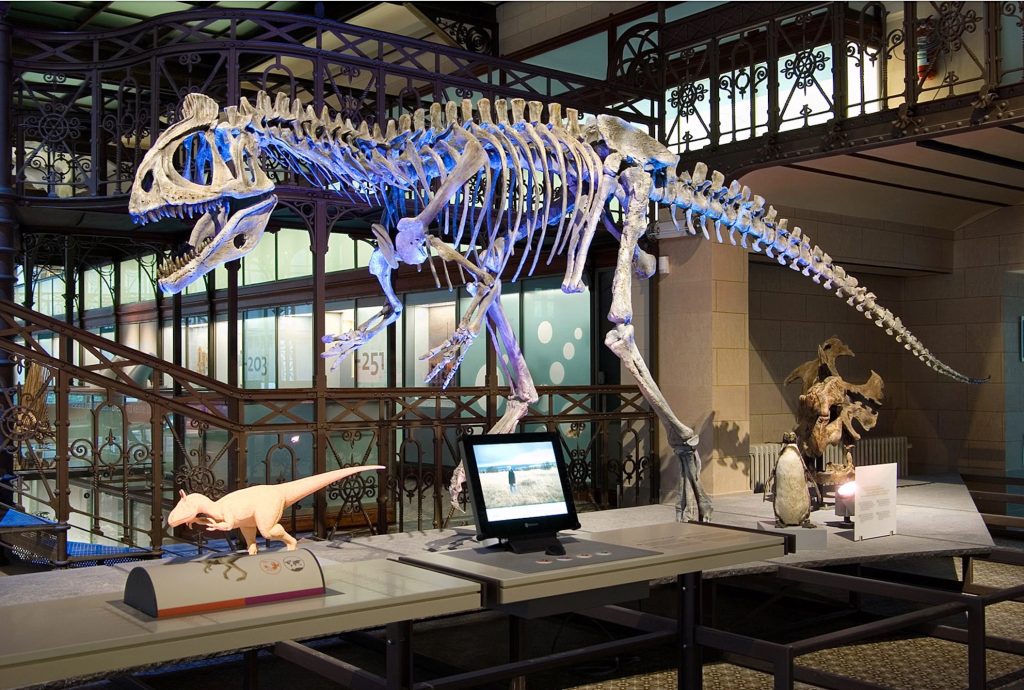 Dinosaurs at the Brussels Museum of Natural History